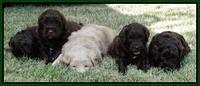 group 4 wks (47) (1)