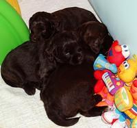 group 4 wks (77) (1)