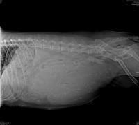 Chloe preg xray 2 23 19