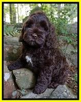 Individual puppy photos