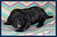 Chloe Harbins pups 1 wk old 11