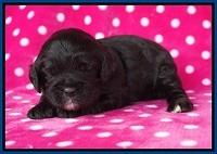 Chloe Harbins pups 2 wks old 11