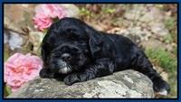 Chloe Harbins pups 3 wks old 11