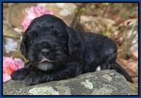Chloe Harbins pups 3 wks old 31