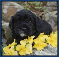 Chloe Harbins pups 4 wks old 41