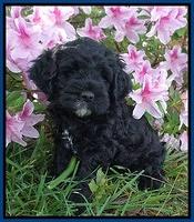 Chloe Harbins pups 6 wks old 21