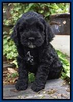 Chloe Harbins pups 6 wks old 31