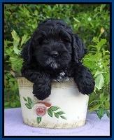 Chloe Harbins pups 7 wks old 3100