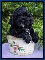 Chloe Harbins pups 7 wks old 4100