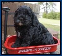 Chole Blaze pups 5 wks old 11