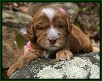 Chloe Harbins pups 3 wks old 81