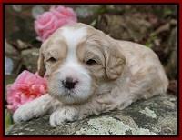 Chloe Harbins pups 3 wks old 41