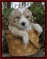 Chloe Harbins pups 4 wks old 61