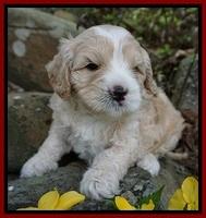 Chloe Harbins pups 4 wks old 71
