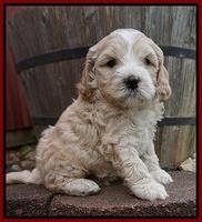Chole Blaze pups 5 wks old 61