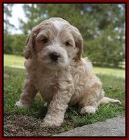 Chole Blaze pups 5 wks old 81