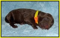 Chloe Harbins newborn pups81