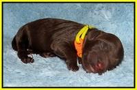 Chloe Harbins newborn pups91