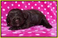 Chloe Harbins pups 2 wks old 71