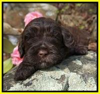 Chloe Harbins pups 3 wks old 111