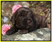 Chloe Harbins pups 3 wks old 121