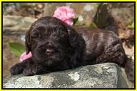 Chloe Harbins pups 3 wks old 131