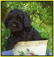 Chloe Harbins pups 7 wks old 111