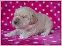 Chloe Harbins pups 2 wks old 91