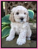 Chloe Harbins pups 6 wks old 161