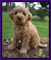 Cookie Benz pups 7 wks old 71