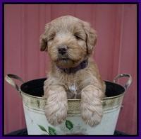 Prim Benz pups 5 wks old 51