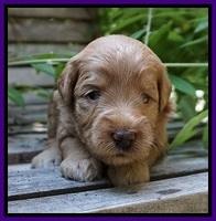 Prim and benz pups 3 wks old 61