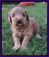 Prim and benz pups 4 wks old 41