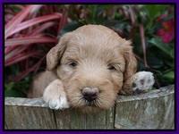 Prim and benz pups 4 wks old 71