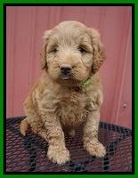 Prim Benz pups 5 wks old 161
