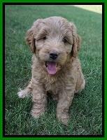 Prim Benz pups 6 weeks old 171