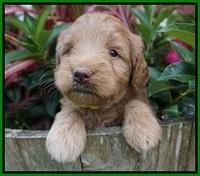 Prim and benz pups 4 wks old 151