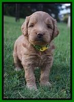 Prim and benz pups 4 wks old 81
