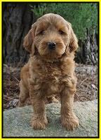 Cookie Benz pups 7 wks old 161