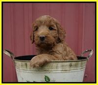 Prim Benz pups 5 wks old 181