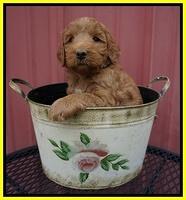 Prim Benz pups 5 wks old 191