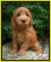 Prim Benz pups 8 wks old 2102