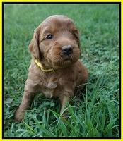 Prim and benz pups 4 wks old 91