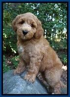 Prim Benz pups 8 wks old 91