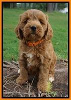 Cookie Benz pups 7 wks old 241