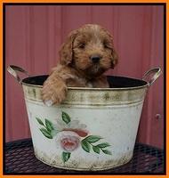 Prim Benz pups 5 wks old 241