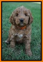 Prim Benz pups 6 weeks old 321