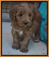 Prim Benz pups 6 weeks old 331