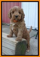 Prim Benz pups 6 weeks old 341