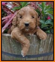 Prim and benz pups 4 wks old 291